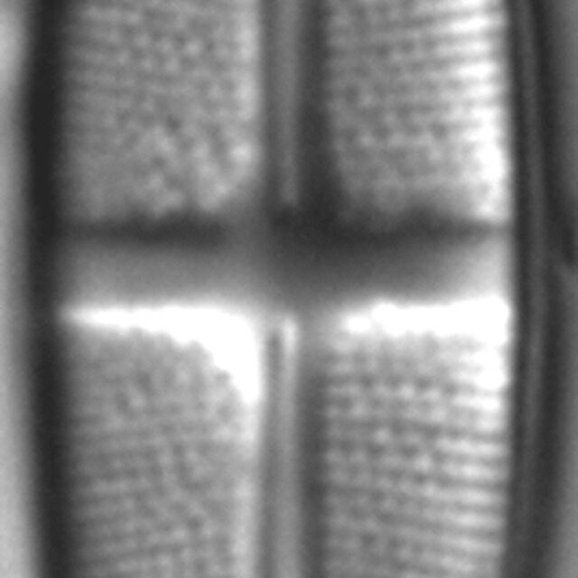 Stauroneis boyntoniae LM4