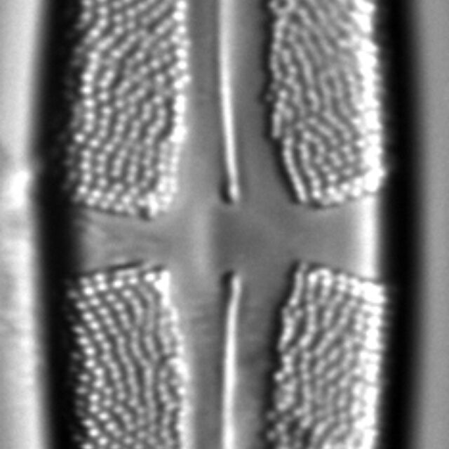 Stauroneis sacajaweae LM6