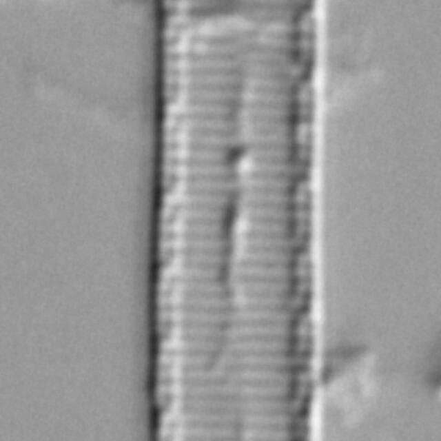 Stenopterobia curvula LM3