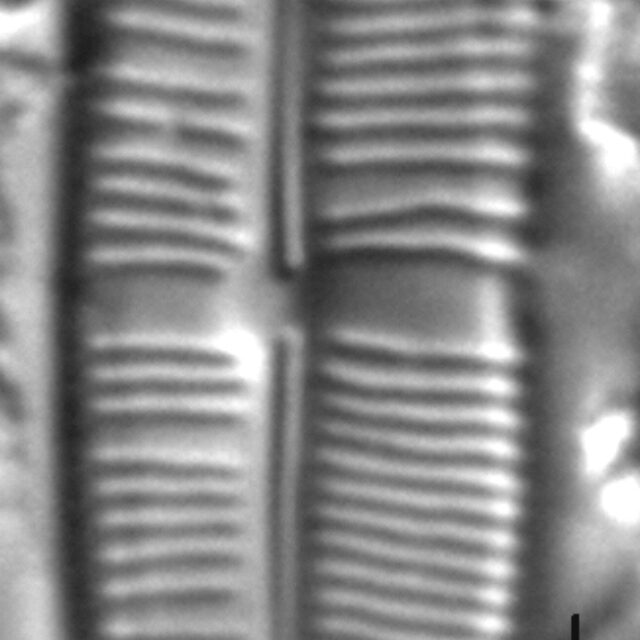 Staurophora soodensis LM1