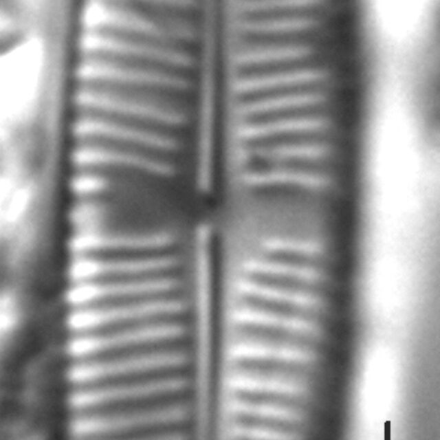 Staurophora soodensis LM2