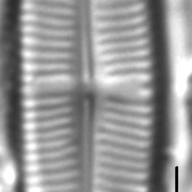 Staurophora soodensis LM3