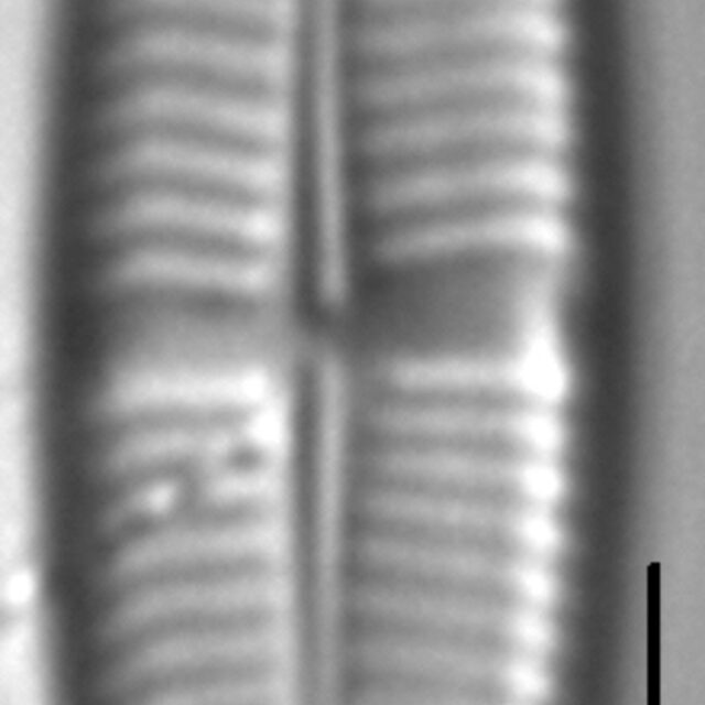 Staurophora soodensis LM5