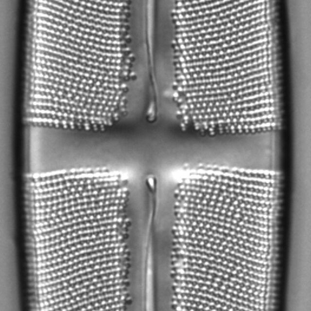 Stauroneis supergracilis LM13