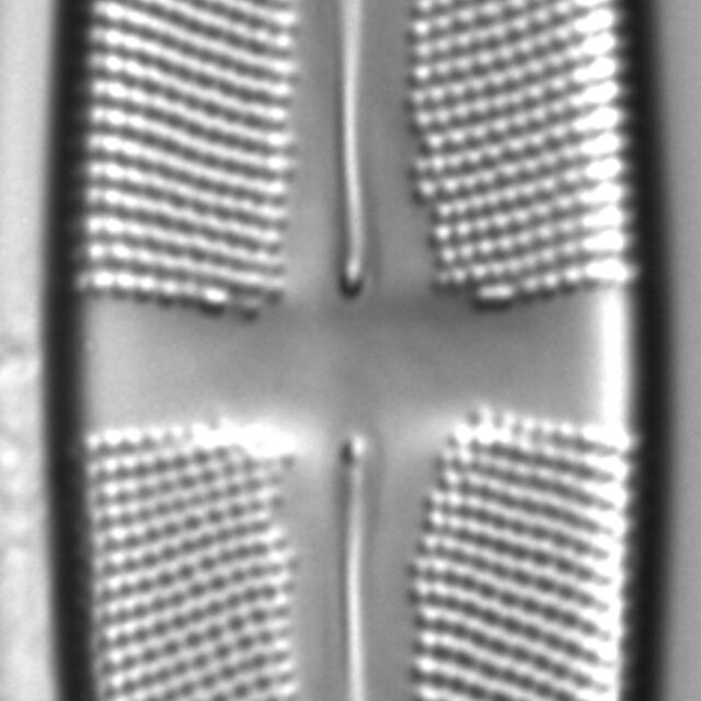 Stauroneis supergracilis LM3