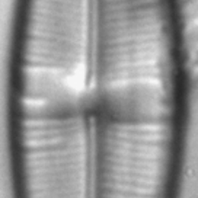 Staurophora wislouchii LM4