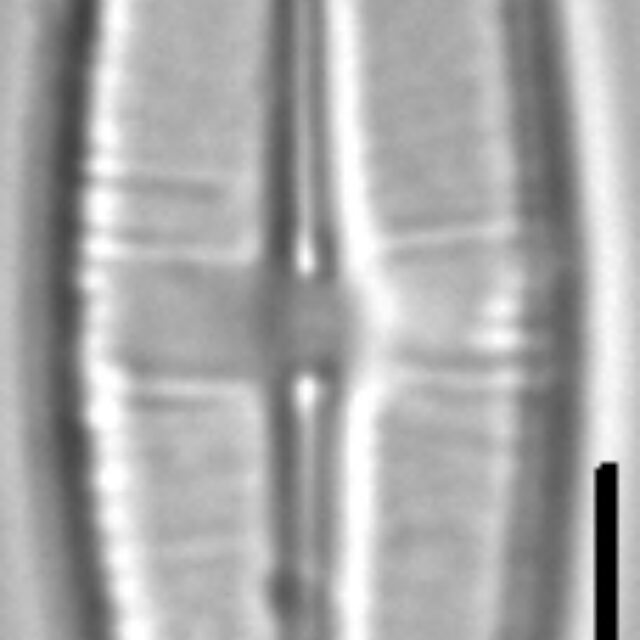 Staurophora wislouchii LM1