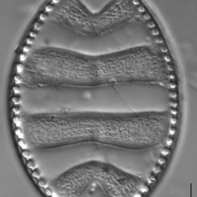 Surirella undulata LM7