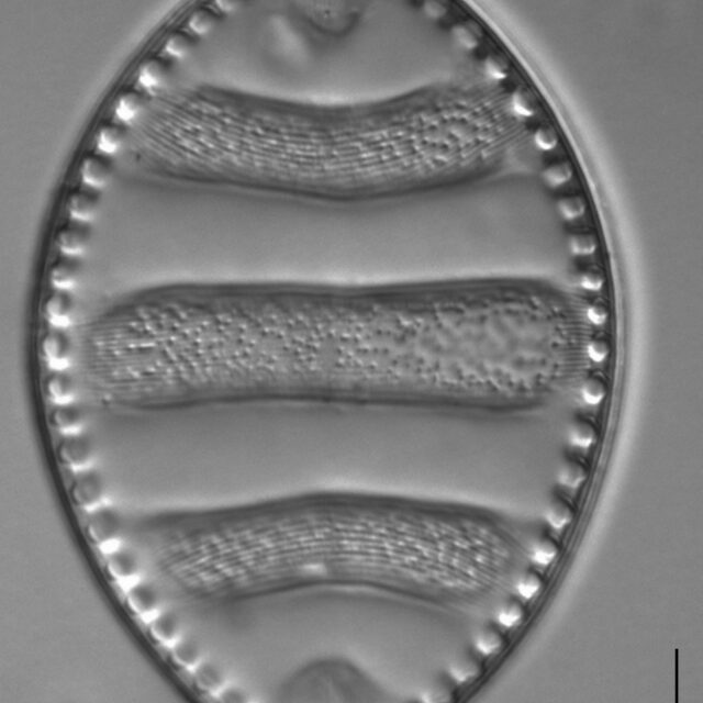 Surirella undulata LM6