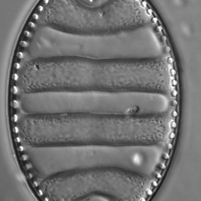 Surirella undulata LM4