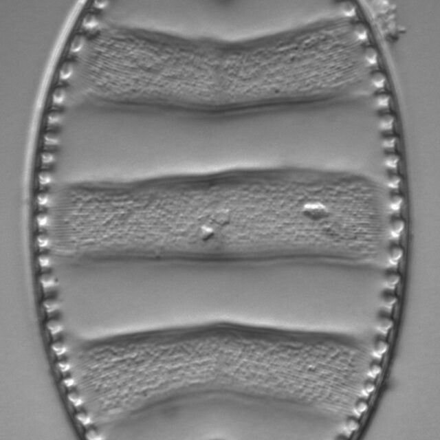 Surirella undulata LM3