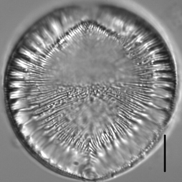 Surirella crumena LM4