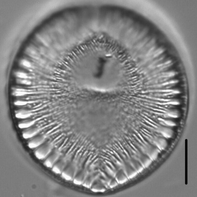 Surirella crumena LM1