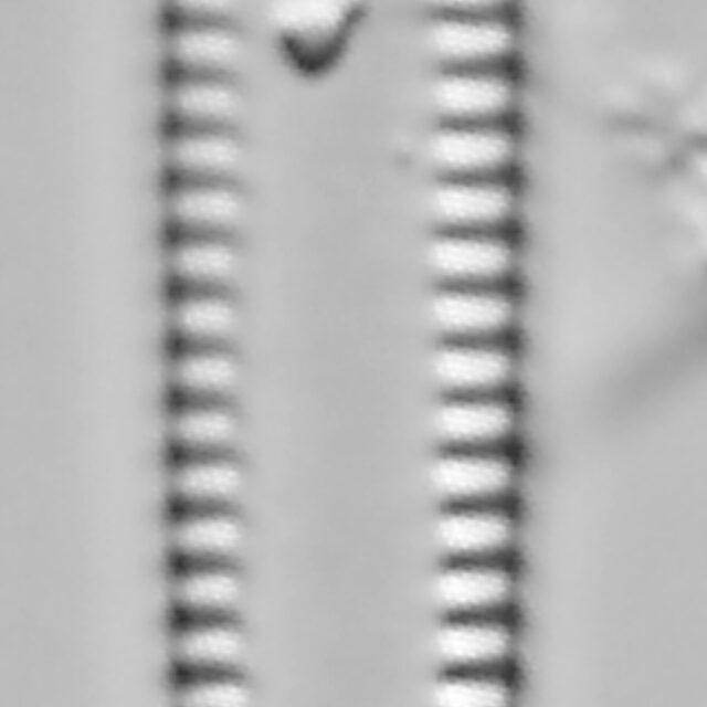 Tabularia fasciculata LM3