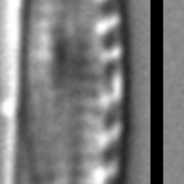 Nitzschia inconspicua LM 002