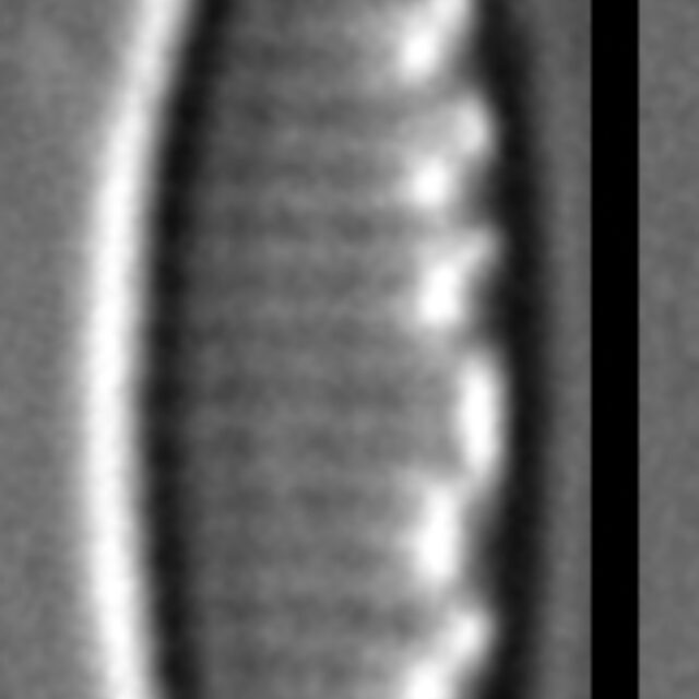 Nitzschia inconspicua LM4