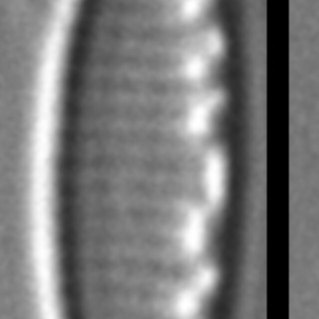 NItzschia inconspicua 001 LM 008