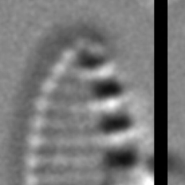 Nitzschia inconspicua LM7