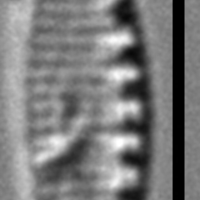 Nitzschia inconspicua LM6