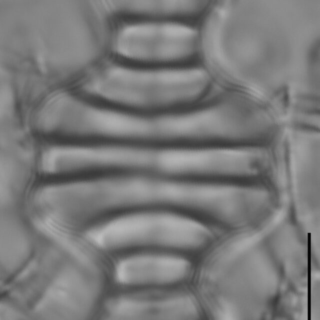 Tetracyclus emarginatus LM6