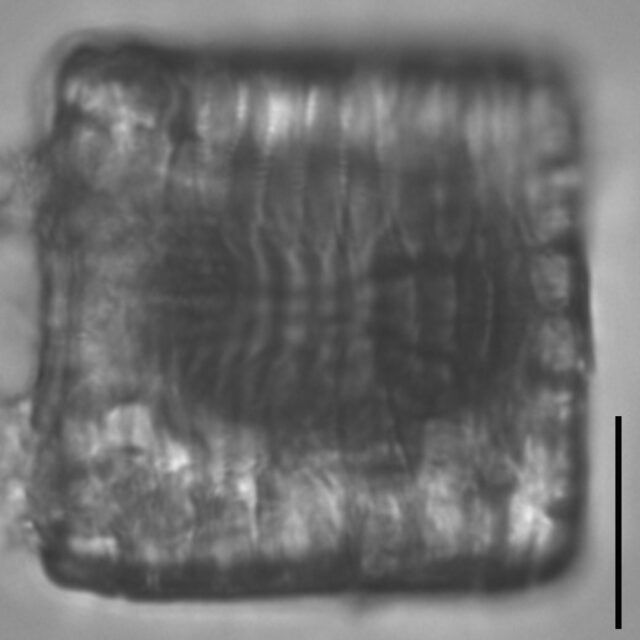 Tetracyclus emarginatus LM2