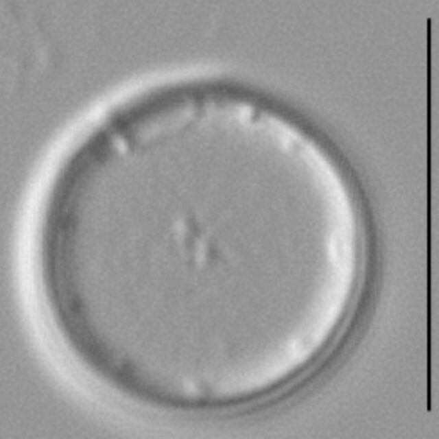 Thalassiosira minima LM2