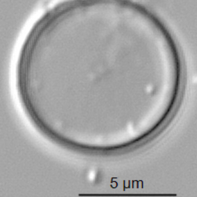 Thalassiosira minima ANSP GC59341 03