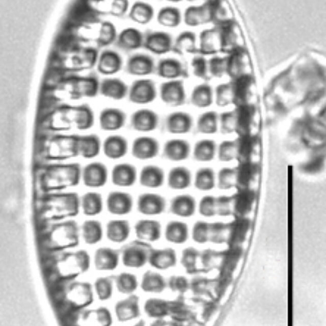 Tryblionella granulata LM4