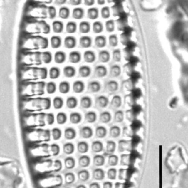 Tryblionella granulata LM1