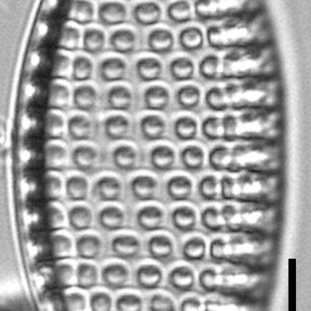 Tryblionella Granulata Lm3