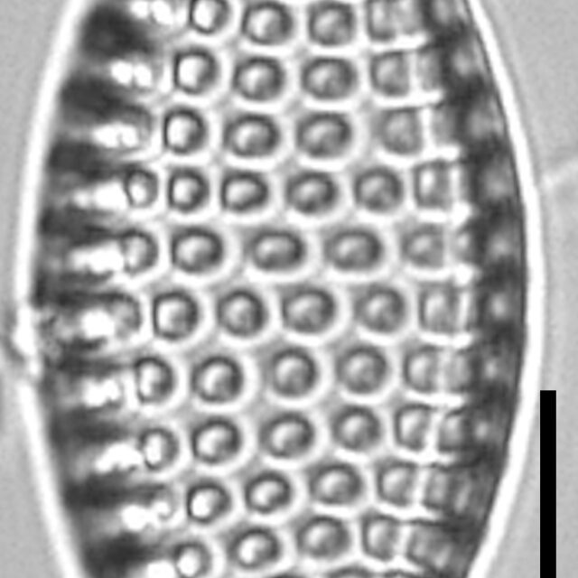 Tryblionella Granulata Lm4