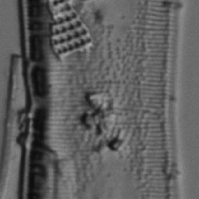 Tryblionella plana var fennica LM5