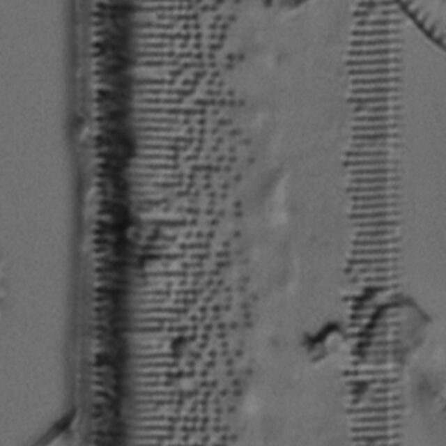 Tryblionella plana var fennica LM3