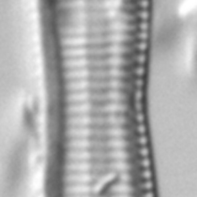 Tryblionella apiculata LM1