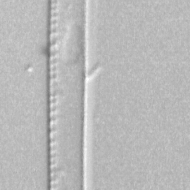 Nitzschia dravelleinsis LM3