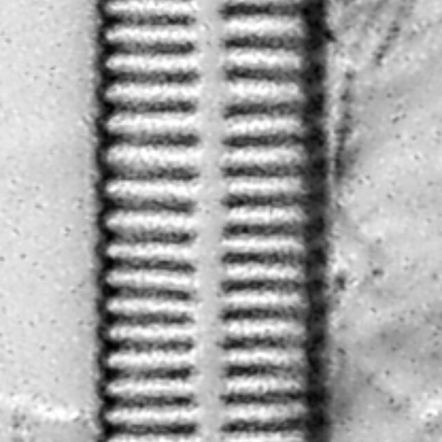 Ulnaria Capitata Lm2K