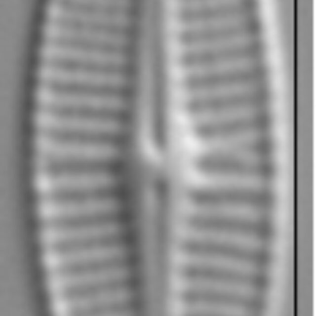 Achnanthidium deflexum LM2