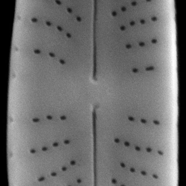 Achnanthidium atomus SEM1