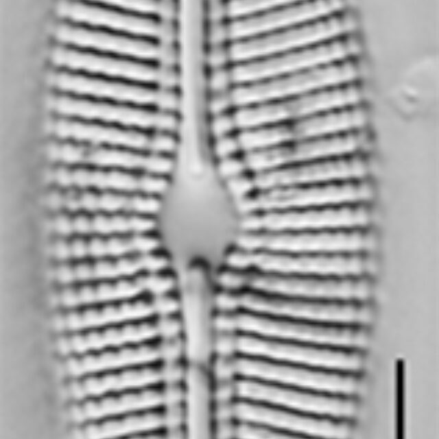 Diploneis calcilacustris LM1