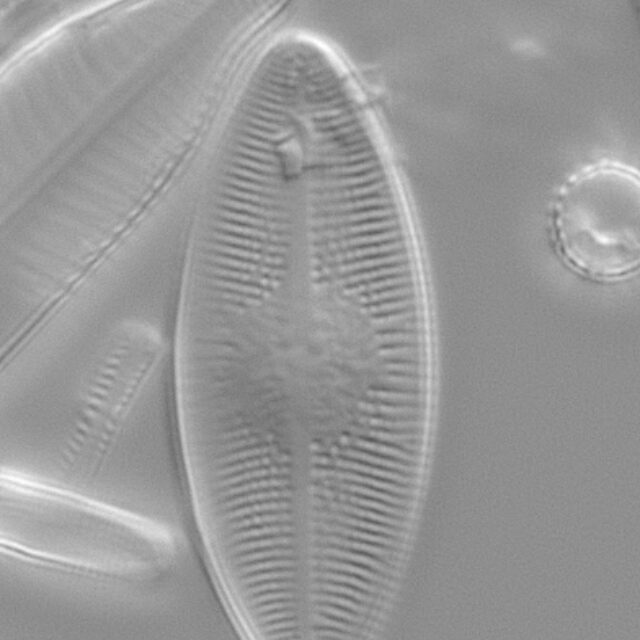 Psammothidium lacustre LM2