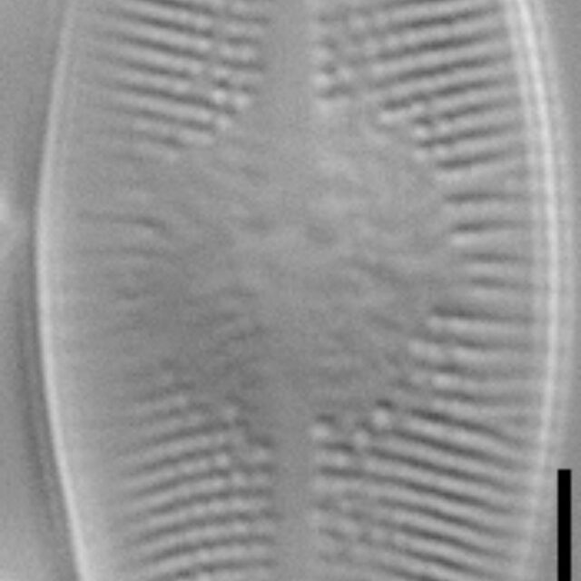 Psammothidium lacustre LM7