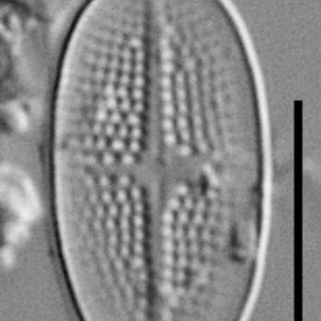 Psammothidium alpinum LM5