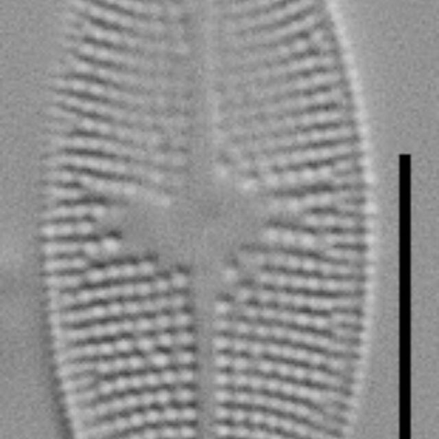 Psammothidium alpinum LM4