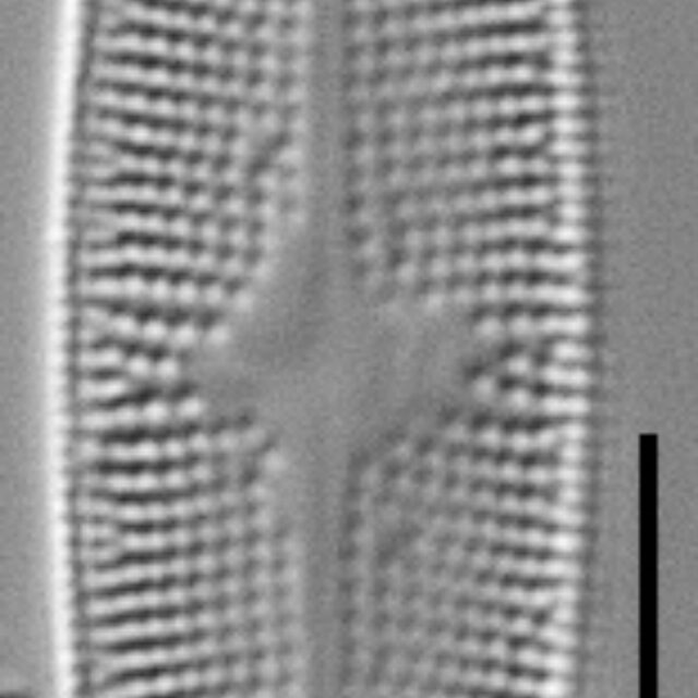 Psammothidium alpinum LM3