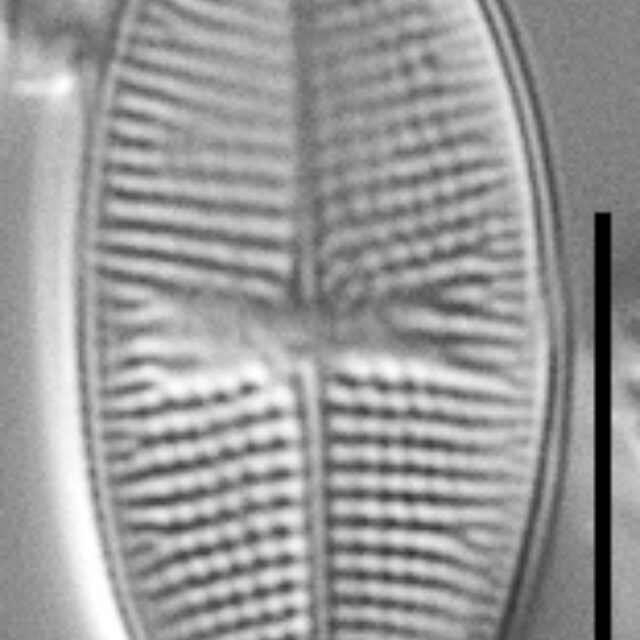 Psammothidium alpinum LM1