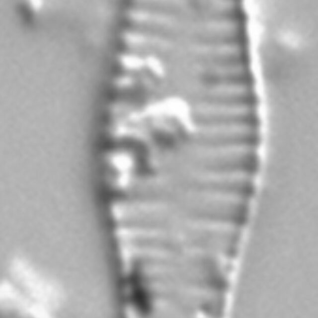 Tabellaria fenestrata LM1