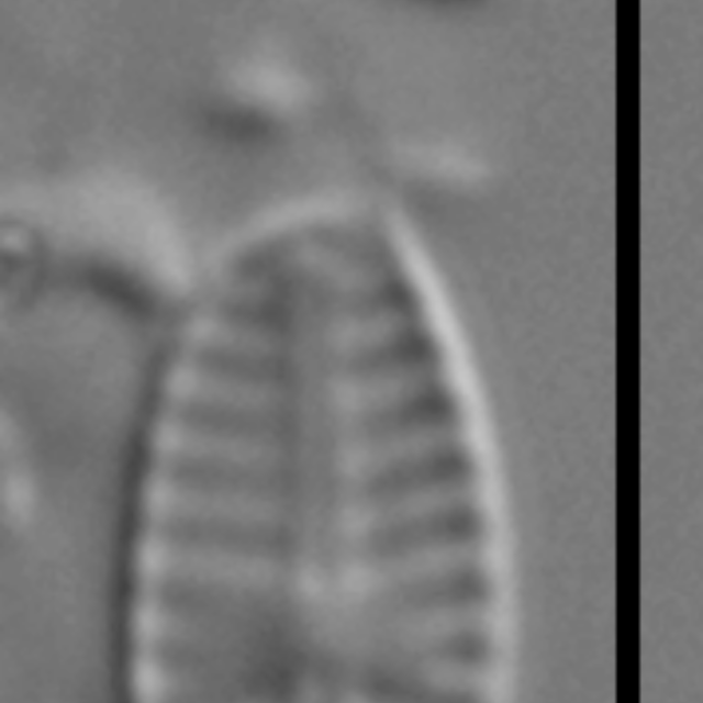 Sellaphora saugerresii LM3