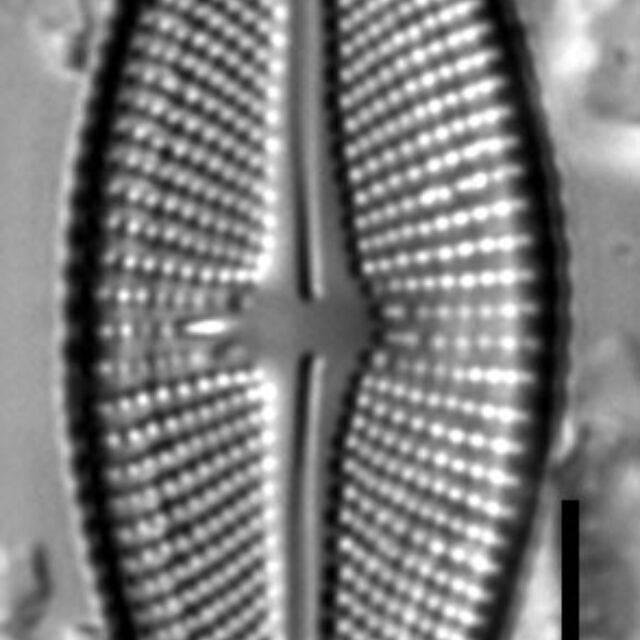 Luticola uruguayensis LM6