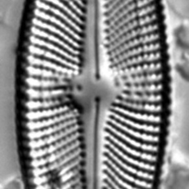 Luticola uruguayensis LM5