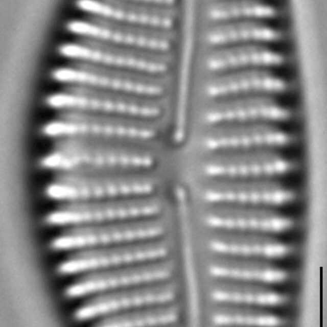 Encyonema auerswaldii LM1